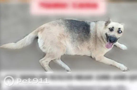 Lost Dog, Q Street, 3301, Bakersfield, Los Angeles — female, large gray German Shepherd Husky mix - photo