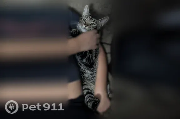 Lost cat, Manny Aguilera Drive, 3104, El Paso — female with black, gray and white fur - photo