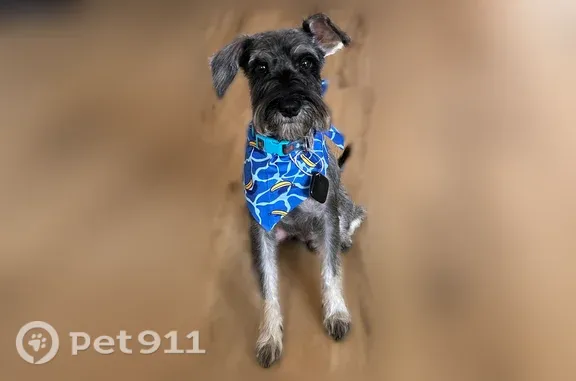 Lost dog, Parkway Drive Northeast, 600, Atlanta, Atlanta — male, blue collar - photo