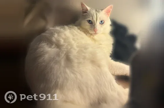 Missing cat Sunnyvale, photo: Lost cat, Hoen Avenue, Santa Rosa, Sunnyvale — neutered male with blue eyes