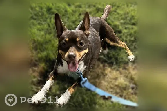 Lost dog, Paseo Yrigoyen, 12917, San Antonio — male, missing Sunday at 5 AM - photo