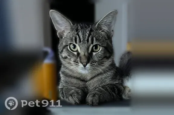 Missing cat Evansville, photo: Lost cat, West Franklin Road, 6708, Evansville — black and grey male, no collar