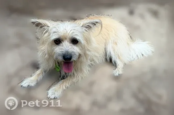 Lost dog, female, Cole Mill Road, 3301, Durham — small tan Cairn Terrier with big ears - photo