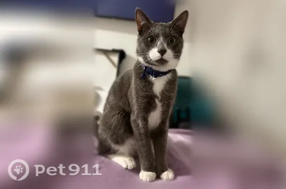 Missing cat North Miami Beach, photo: Lost cat, North Miami Beach — male gray-and-white Domestic Shorthair with white paws