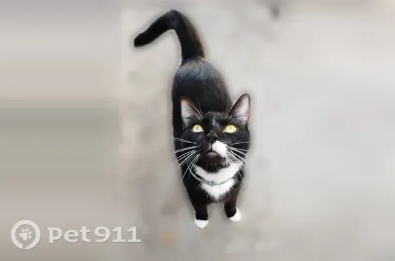 Lost male cat, East Sligh Avenue, 2761, Tampa — distinctive half-moustache - photo
