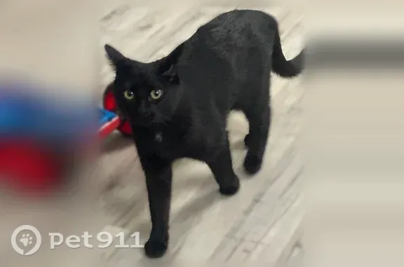 Missing cat Miami, photo: Lost female cat, Terrybrook Drive, Sterling Heights, Miami — black coat and amber-green eyes