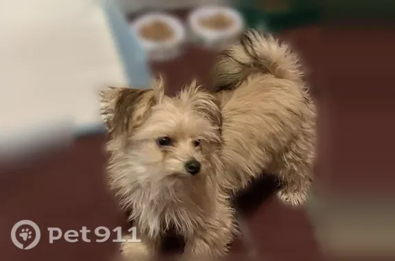 Lost male dog, Angora Terrace, Philadelphia — missing an eye due to injury - photo