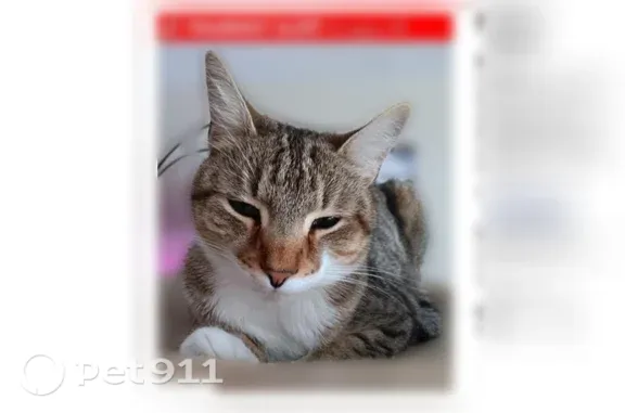 Lost cat, Clark Falls Road, 33, Orrington, Brewer — male with a white belly and chest - photo