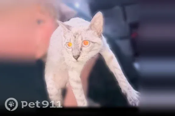 Lost cat, Big Pine Drive, 2804, Holiday, New Port Richey — female Lynx Point Siamese - photo