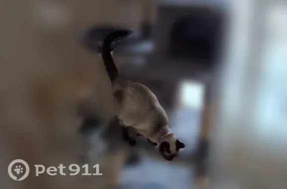 Lost cat, Oakwood Drive, 17837, Spring Lake Township, Spring Lake — small dark Siamese - photo