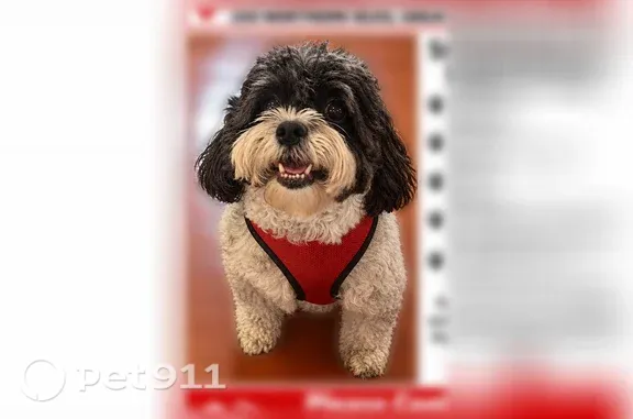 Lost dog, Great Neck, New York — black-and-grey male with a red collar - photo