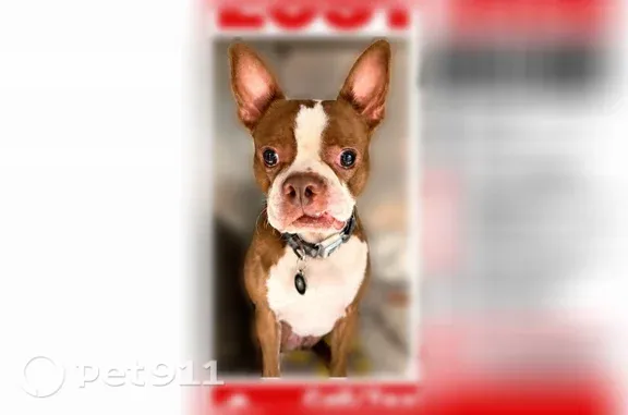 Lost male dog, Ridgewood Drive, 542, Antioch — wearing a Batman collar - photo