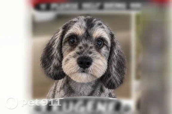 Lost dog, Denny Highway, 9132, Prosperity, Lexington — recently shaved, friendly - photo