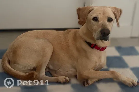 Lost dog, Banyan Boulevard, 621, West Palm Beach — male with a tan coat and red collar - photo