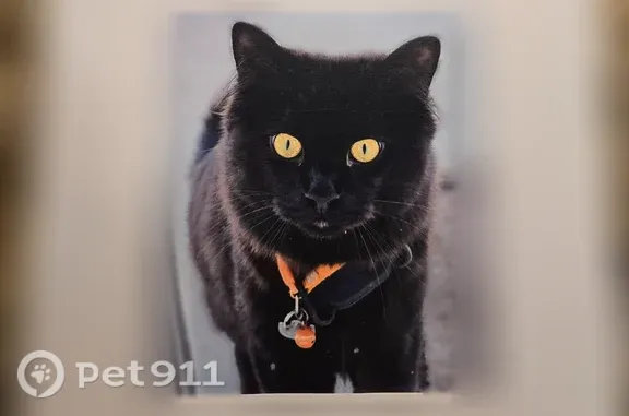 Lost cat, male, Longleaf Drive, 418, Venetia, Gastonville — black longhair with yellow eyes - photo