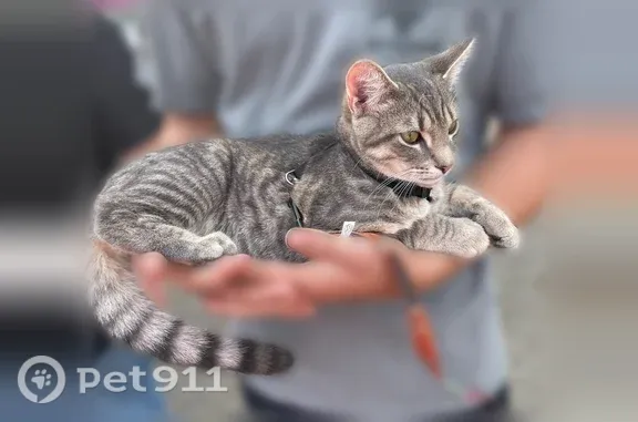 Lost male cat, Portage Street Northwest, 5788, North Canton, Columbus — missing his left hind leg - photo