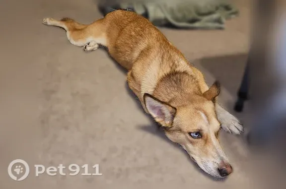 Found pets San Antonio, photo: Found dog, female Huskey mix, Spring Brook Street, 6603, San Antonio