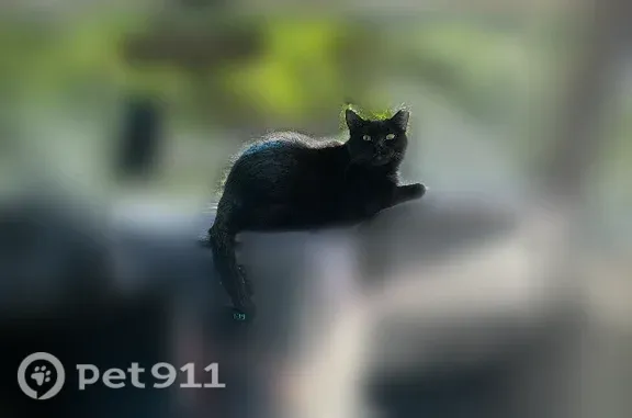 Lost cat, Green Circle Drive, 5548, Minnetonka — female black cat - photo