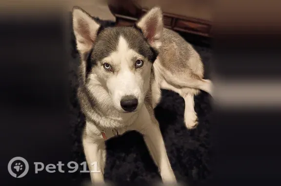 Lost dog, Roosevelt Boulevard, 908, Portsmouth — female Siberian Husky with blue eyes - photo
