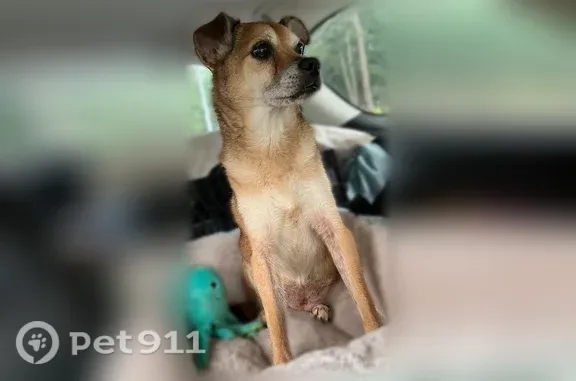 Lost dog, Stockton Street, 420, Jacksonville — medium-sized, chipped - photo