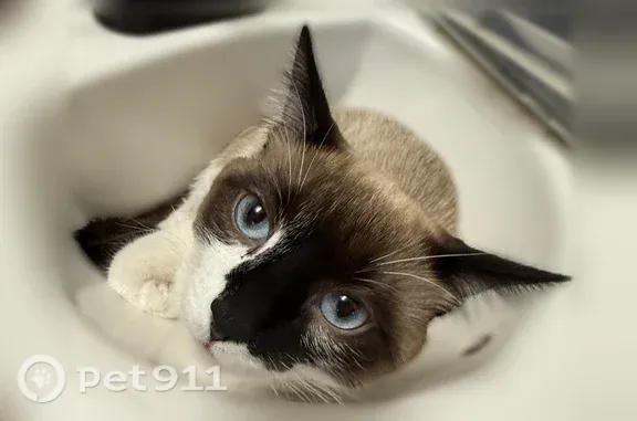 Lost Cat, Ellingwood Point Drive, 566, Severance — male Siamese with a black mark on his face - photo