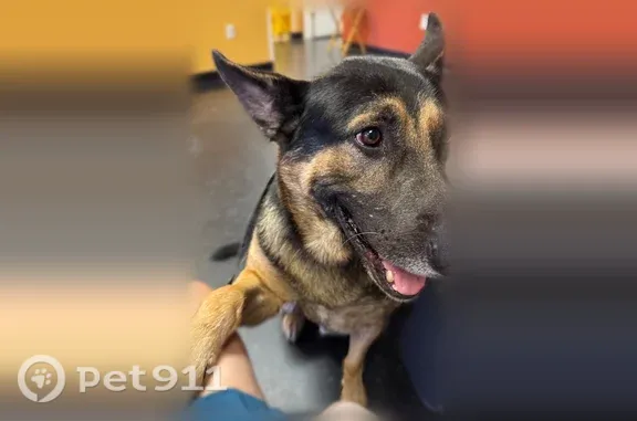 Lost dog, Dan Thomas Road, Sweet Home, Little Rock — male black and brown German shepherd - photo