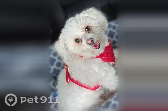 Lost pets Pensacola, photo: Lost female dog, Sedgefield Drive, 8186, Pensacola