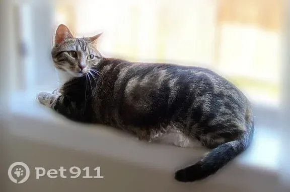 Lost Cat, Northam Drive, 11422, Tomball — female grey and black tabby with white feet - photo