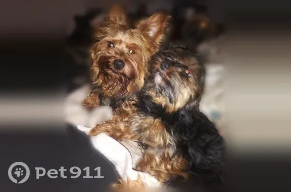 Missing dog Orlando, photo: Lost dog, Hobart Avenue, 322, Daytona Beach, Orlando — male with a lazy eye