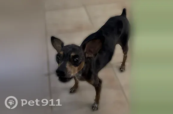 Lost dog, South Idaho Road, 2382, Apache Junction — blind male dog named Rocky - photo