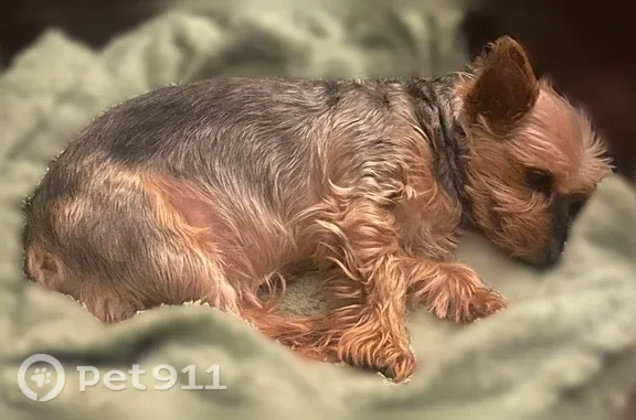 Lost dog, Connie Street, 245, Houston — female senior Yorkie - photo