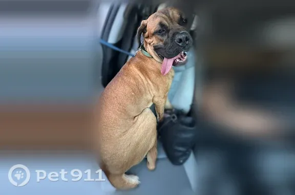 Found pets Austin, photo: Found dog, Rockridge Drive, 5023, Austin — male with floppy ears and a short tail