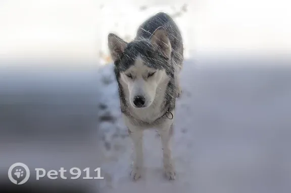 Lost Dog, Portsmouth, Virginia, Portsmouth — Black-and-White Siberian Husky with Blue Eyes - photo