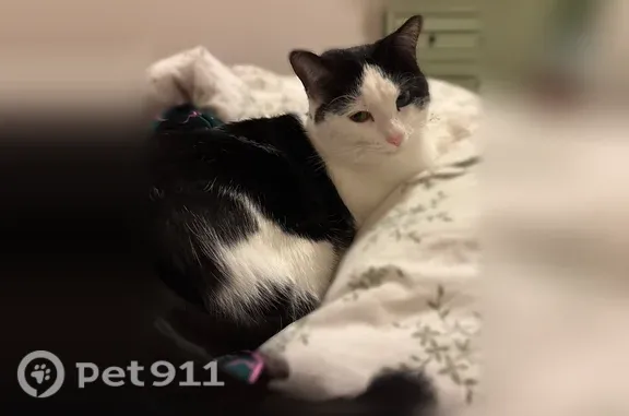 Lost cat, Olenbrook Drive, 8483, Columbus — small spayed female - photo