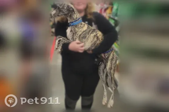 Lost dog, Lancaster — microchipped male puppy, shy with strangers - photo
