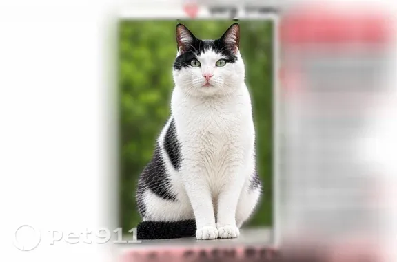 Lost cat, Meadow Pond Drive, 10066, Chamberlayne — male tuxedo cat with green eyes - photo
