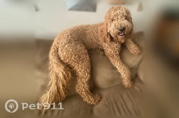 Missing dog Ammon, photo: Lost male dog, East 21st South, Ammon — light brown golden doodle
