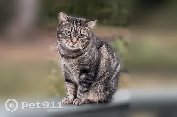 Lost cat, female, Hamill Court, 4313, Buford — green eyes and M-shaped forehead mark - photo