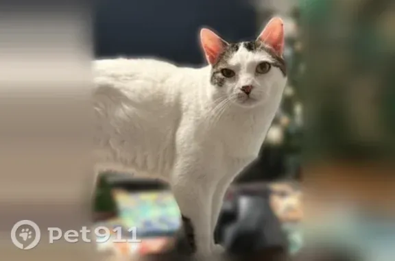 Lost cat, male, North Holly Street, 7600, Kansas City — white with grey tabby coloring - photo