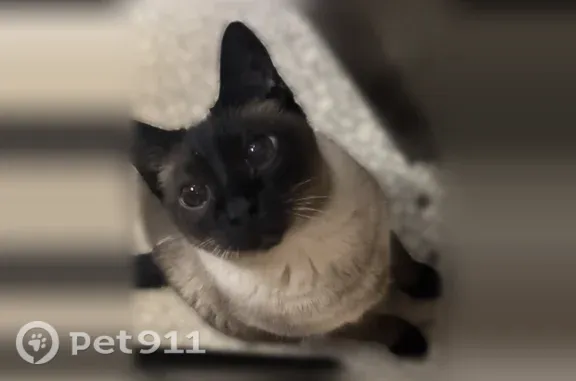 Lost cat, McKaig Road, Troy — tan, brown and black fur, big eyes - photo