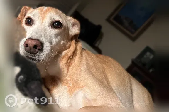 Lost dog, Chandler Road, 1218, Awendaw — female with a pink collar - photo