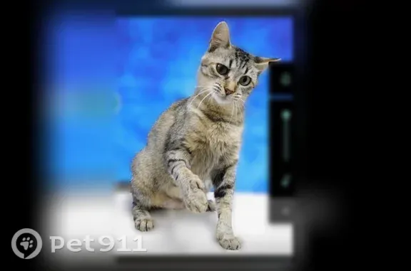 Lost cat, East Fulton Street, 180, Farmington — female with thumbs - photo