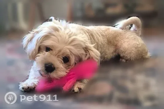 Lost female dog, Jodeco Road, Georgia, Atlanta — calm and friendly - photo