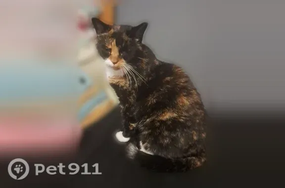 Lost female cat, Jordon Avenue, Cowarts, Cowarts — black, orange and white - photo