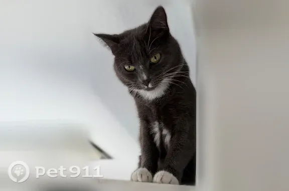 Lost cat, Vista Vereda, El Cajon, San Diego — dark grey domestic shorthair - photo