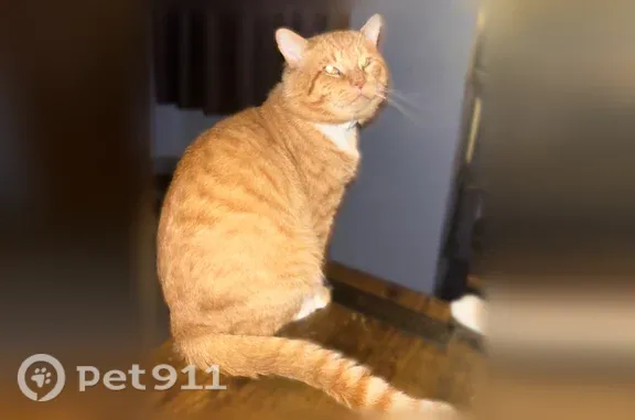 Lost cat, male, Douglas Street, 315, Jesup — affectionate orange tabby - photo