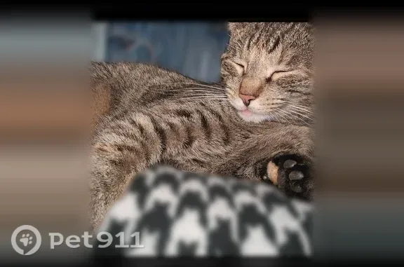 Lost cat, Broadway Avenue Northeast, 5680, Louisville, Chicago — female tabby with a white spot under her neck - photo