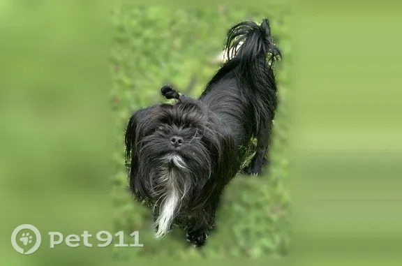 Lost Dog, Pattentown Road, Tennessee, Chattanooga — 8-lb neutered male with white chin and chest - photo