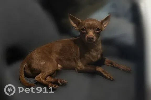 Lost Dog, Beachy Avenue, 9439, Los Angeles — male chihuahua with pointy ears - photo