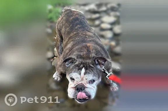 Lost dog, Riverbend Campground in Pigeon Forge, Nashville — female with a brindle coat and white face - photo
